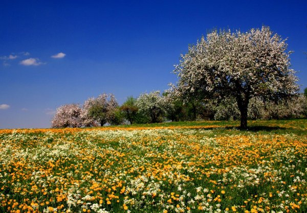 яблоневый сад цветение