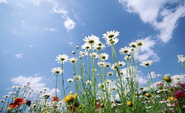 ромашки и небо