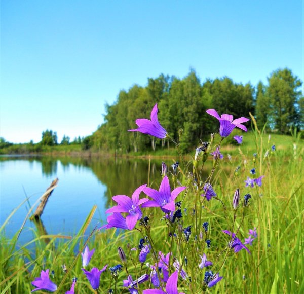 колокольчик луговой