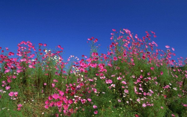 cosmos flower