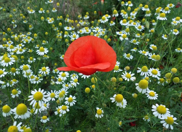 ромашка цветки