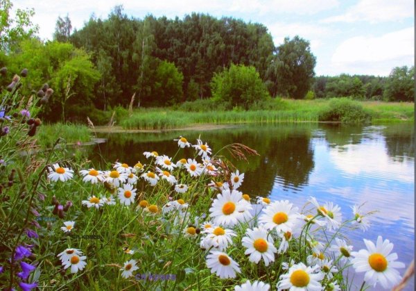 луг с ромашками