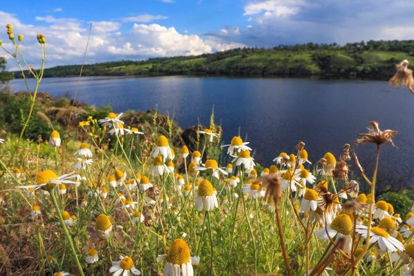 matricaria chamomilla