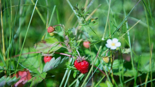 земляника луговая