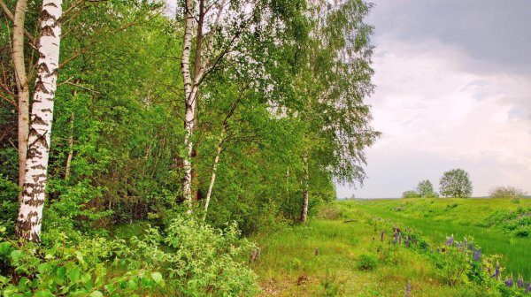 береза летом