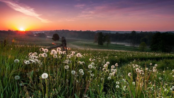 красивые луга