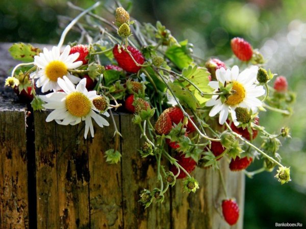 давид земляничник 9 июля