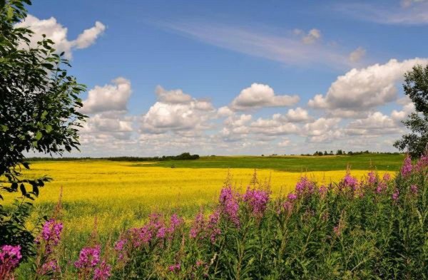 пейзажи летние
