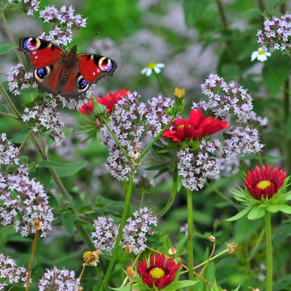 бабочка павлиний глаз