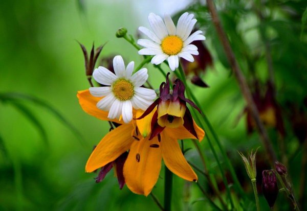 лилии и ромашки