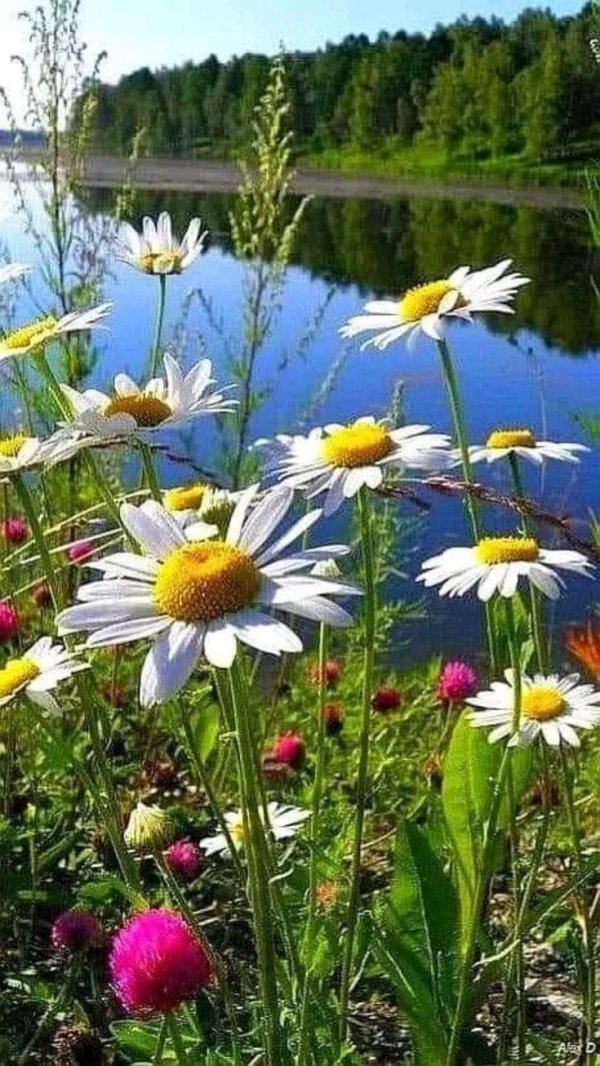 летнего утра