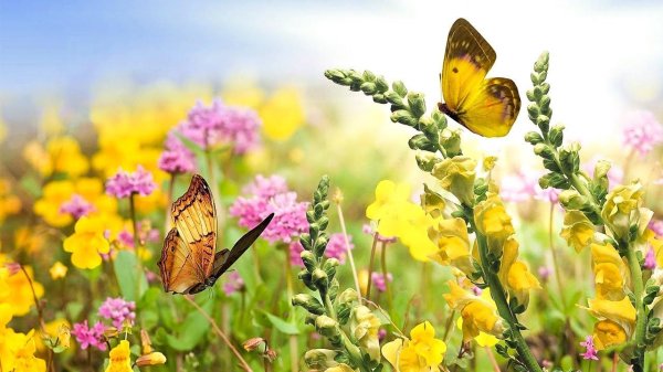 бабочки на лугу