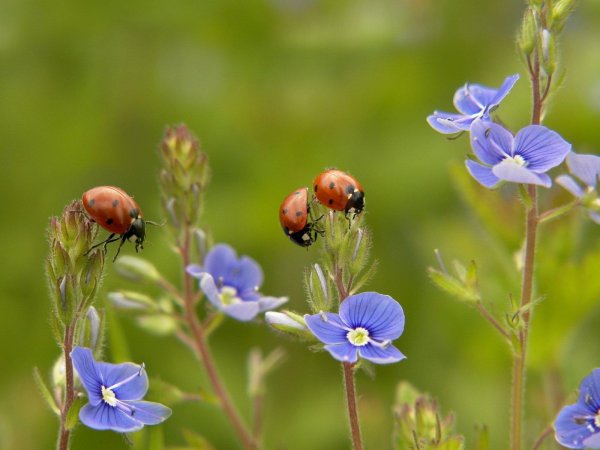 вероника лекарственная