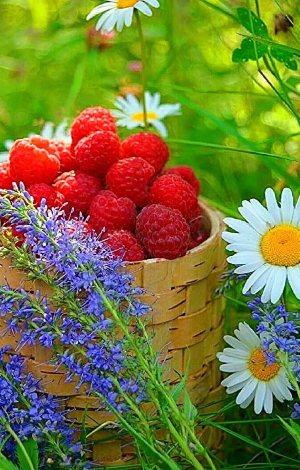 летние ягоды