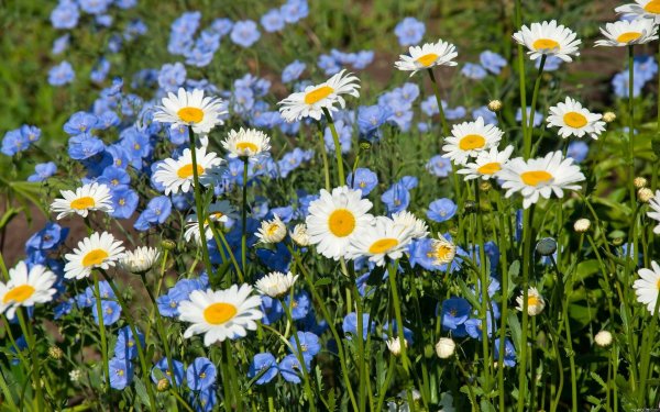 ромашка цветок полевой