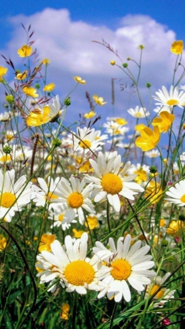 цветок полевой