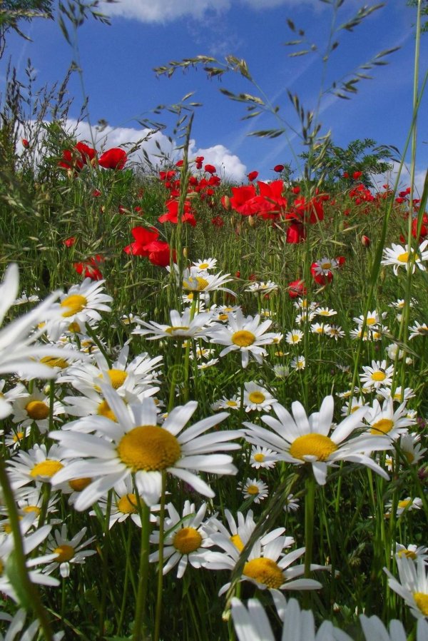 цветок полевой