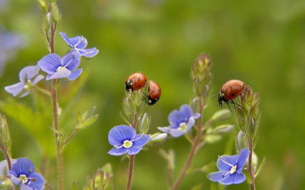 божие коровки