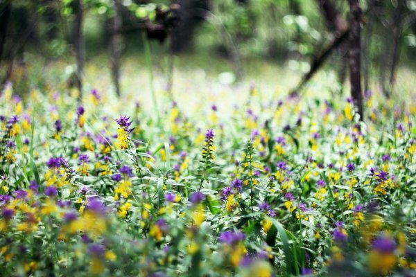 марьянник дубравный