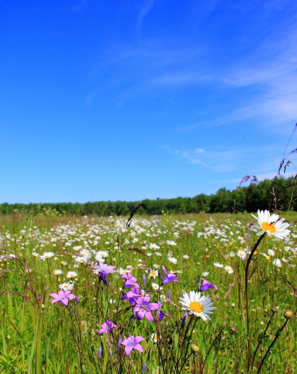 цветущие луга