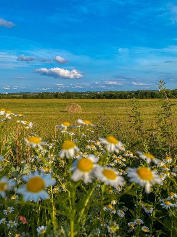 поля россии