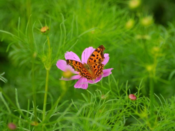 бабочка углокрыльница