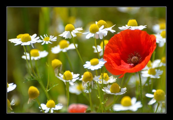 маки и ромашки