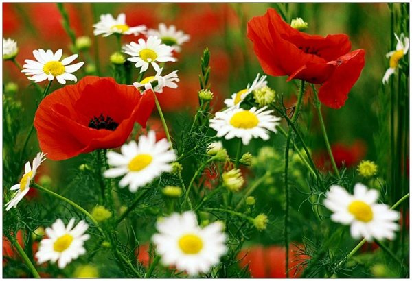 доброе утро с маками