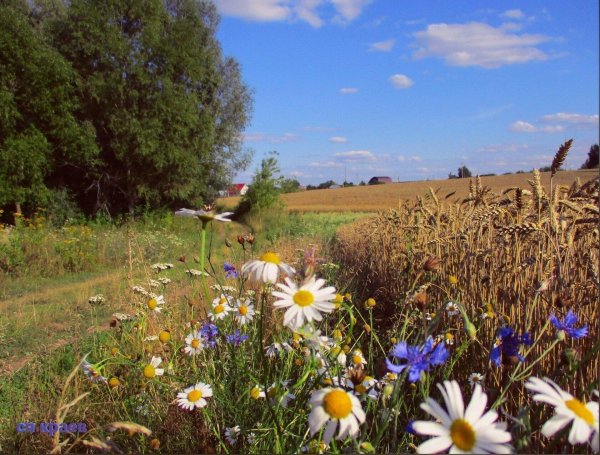 ромашко васильковое поле