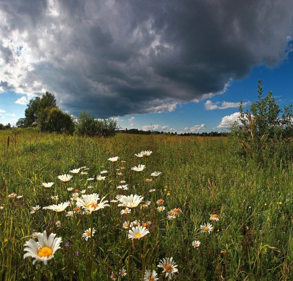 Июнь природа