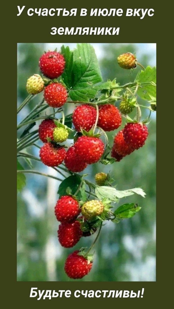 земляника куст