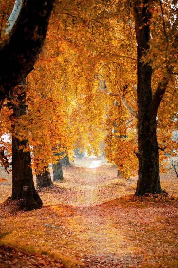 осенние аллеи