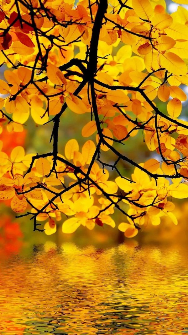 природа осенняя