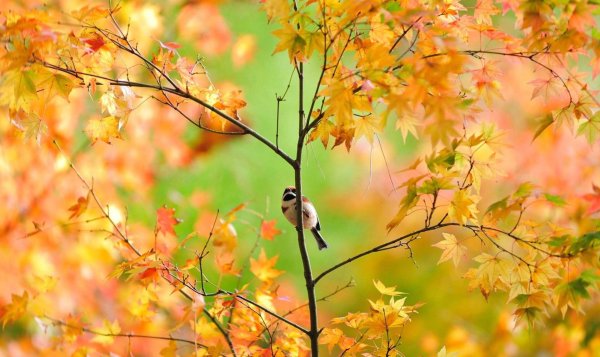 птицы осенние