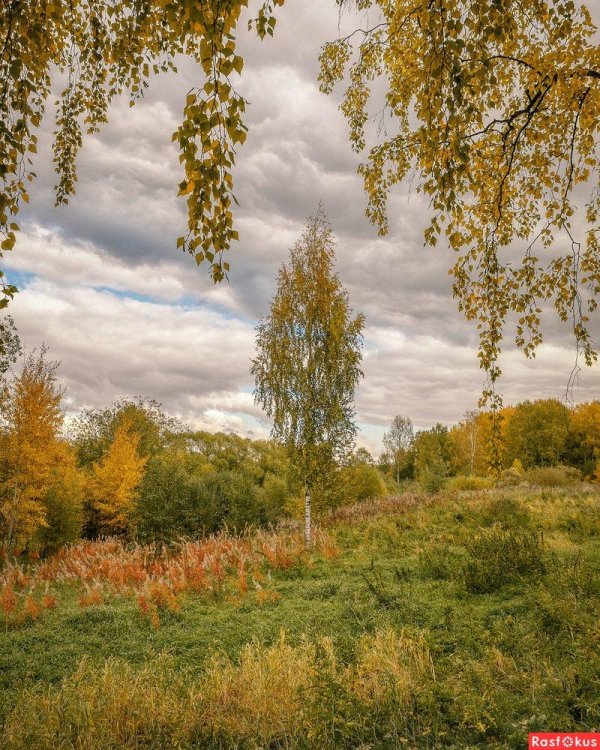 пейзаж березовая роща золотая