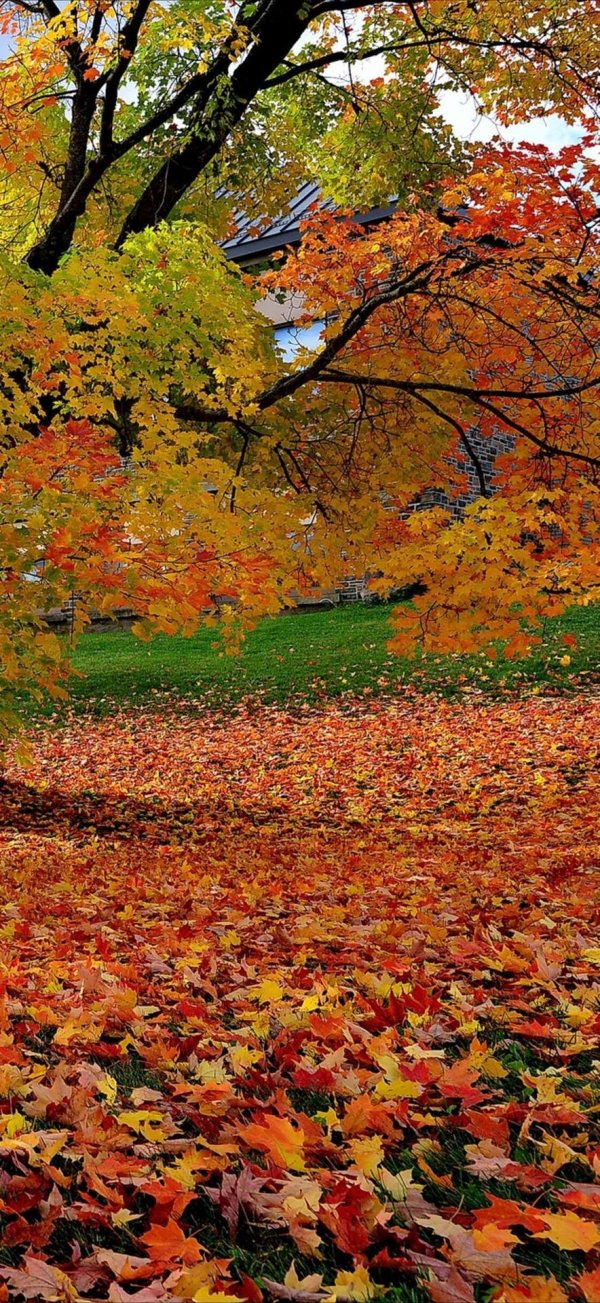 яркие краски осени