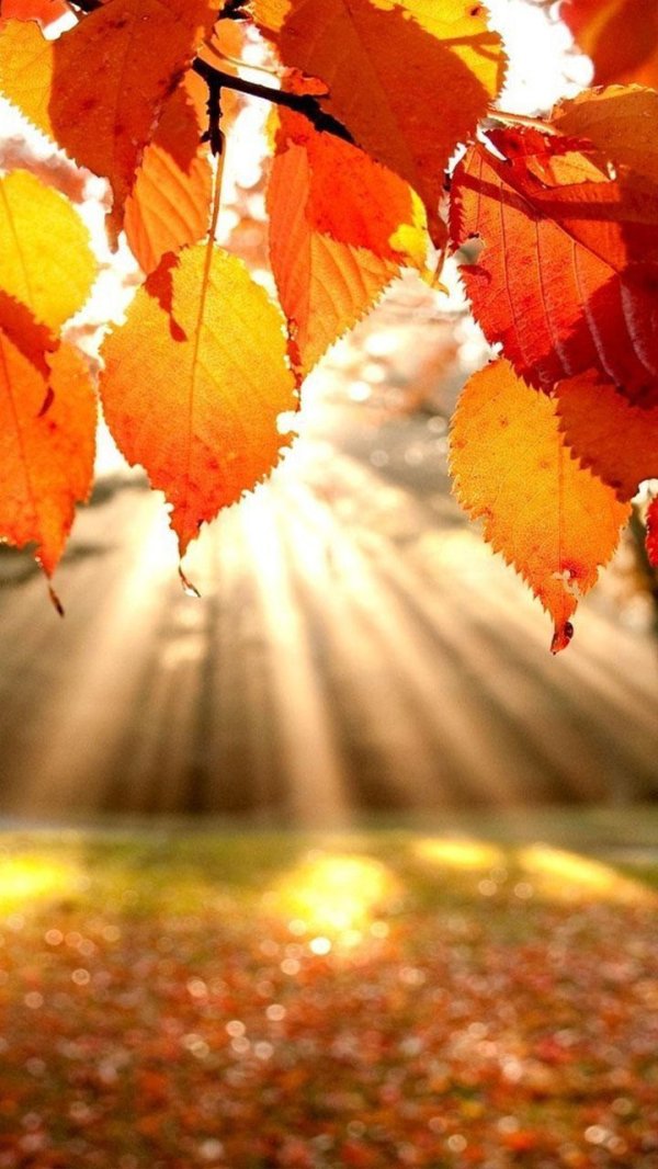 заставка осень