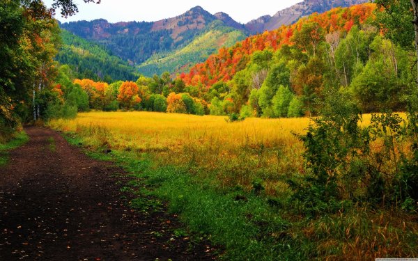 осенняя поляна