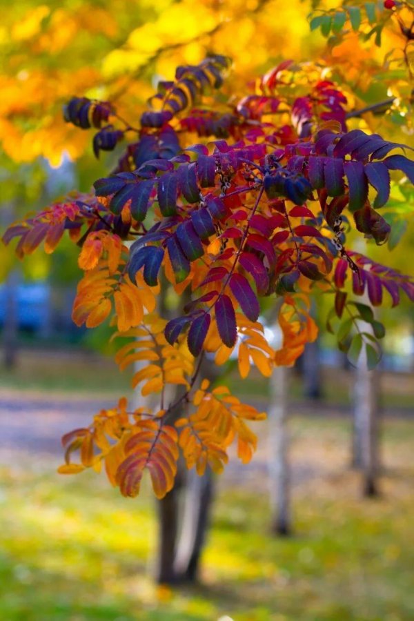 рябина лист