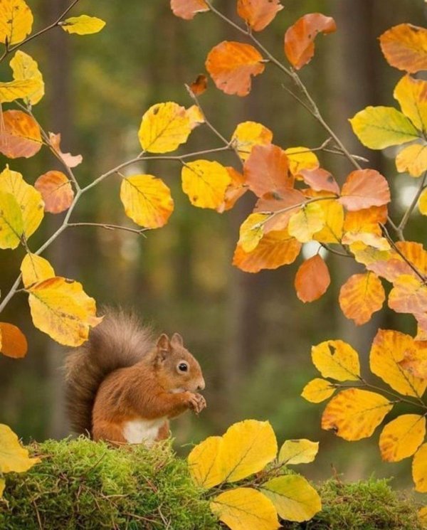 животные осенью