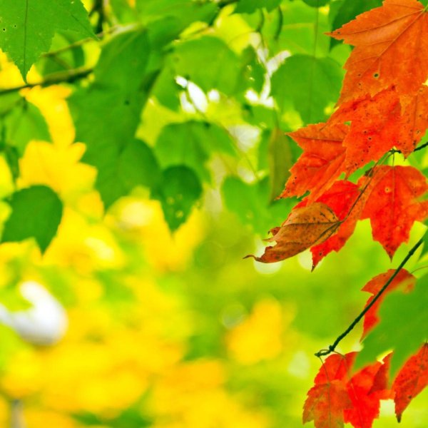 листва осенняя