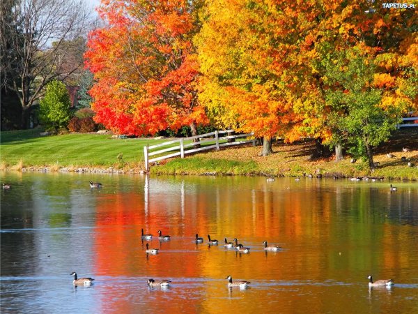 природа осени