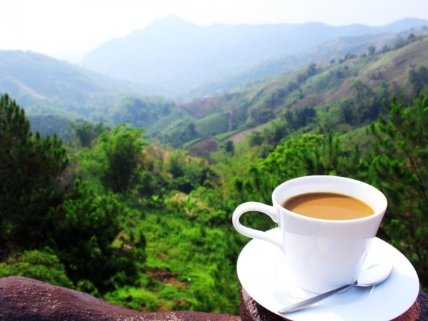 tea bush ramboda шри ланка