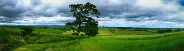 пейзаж с деревом