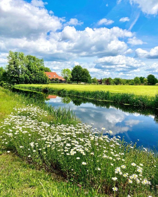 ромашковые пейзажи