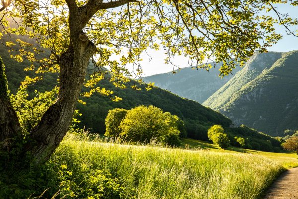 горы зелень