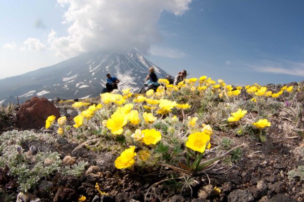 кроноцкий заповедник растения