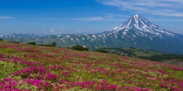 вулканы камчатки флора