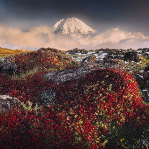 тундра камчатки