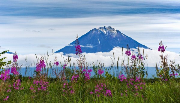 кипрей камчатский